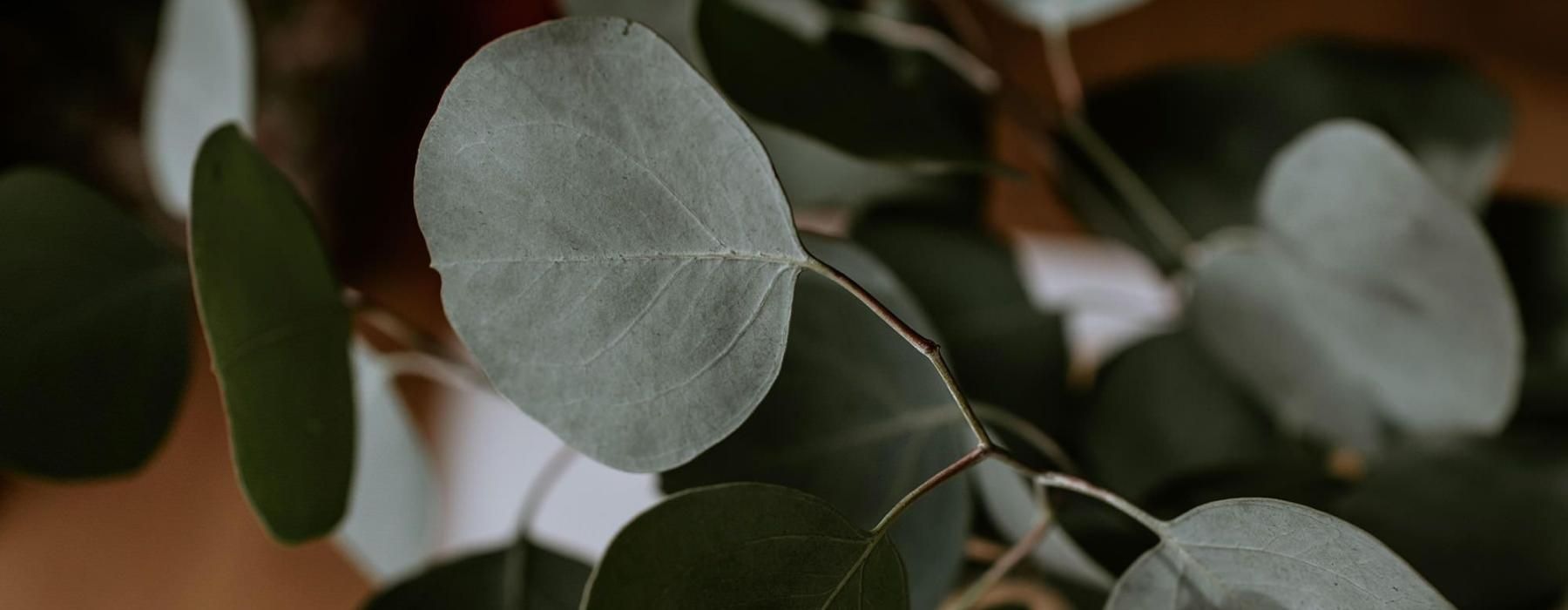 close up of a plant in vase